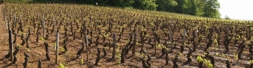 Domaine de Cardon, un nouveau venu A Rully